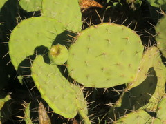 Opuntia olmeca