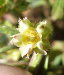 Brachystelma ramosissimum