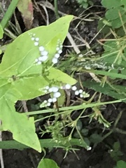 Mitreola