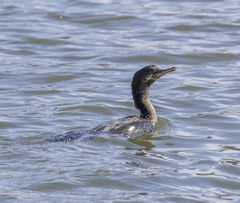 Nannopterum brasilianum brasilianum