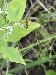 Mitreola