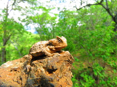 Phrynosoma braconnieri