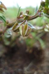 Brachystelma ramosissimum