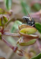 Brachystelma ramosissimum