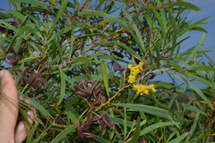Acacia spirorbis