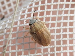 Homaemus parvulus