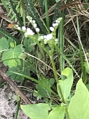 Mitreola