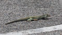 Pholidoscelis plei