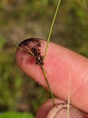 Rhynchospora recognita