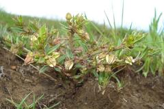 Brachystelma ramosissimum