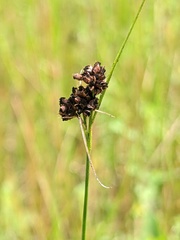 Rhynchospora recognita