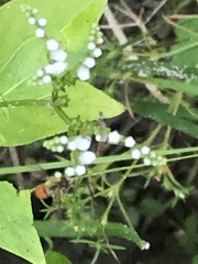 Mitreola
