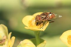 Eristalinus barclayi