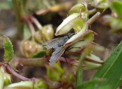 Brachystelma ramosissimum