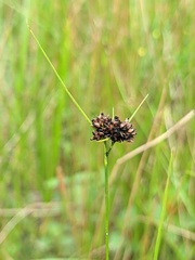 Rhynchospora recognita