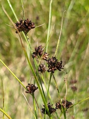 Rhynchospora recognita