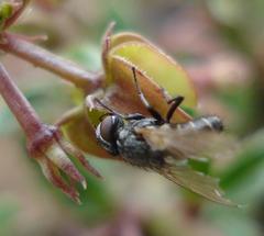 Brachystelma ramosissimum