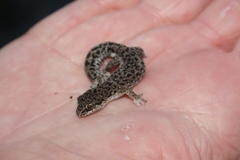 Pachydactylus geitje