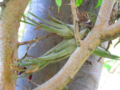 Tillandsia circinnatioides