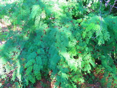 Vachellia campechiana