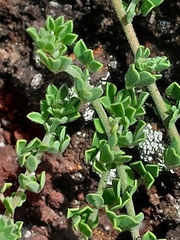 Lotus azoricus