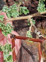 Lotus azoricus