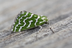 Argyrographa moderata