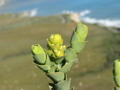 Thesium euphorbioides