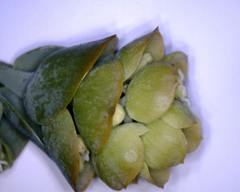 Thesium euphorbioides