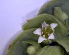 Thesium euphorbioides