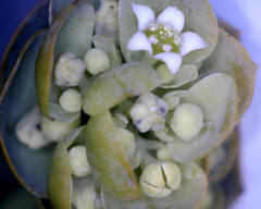 Thesium euphorbioides