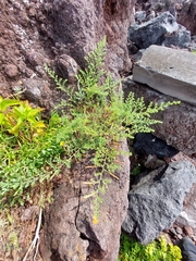 Lotus azoricus