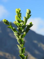 Thesium euphorbioides