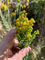 Solidago spectabilis