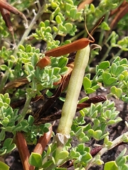 Lotus azoricus