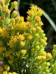 Solidago spectabilis