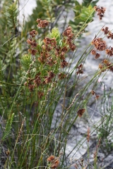 Staberoha multispicula