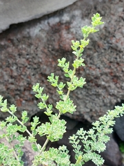 Lotus azoricus