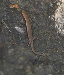 Caledoniscincus austrocaledonicus