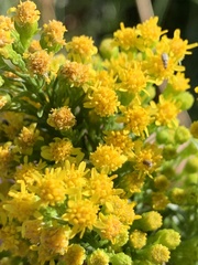 Solidago spectabilis