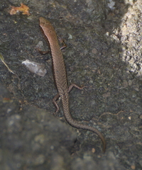 Caledoniscincus austrocaledonicus