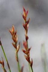 Staberoha multispicula