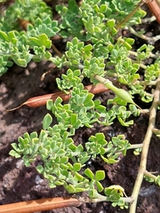 Lotus azoricus