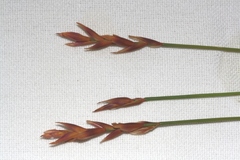 Staberoha multispicula