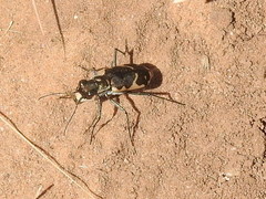 Cicindela schauppii