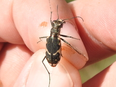 Cicindela schauppii