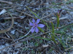Moraea lugubris