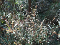 Lasiopetalum ferrugineum