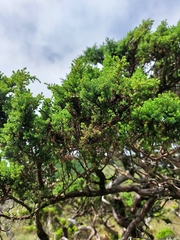 Juniperus brevifolia