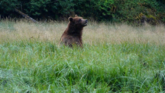 Ursus arctos sitkensis